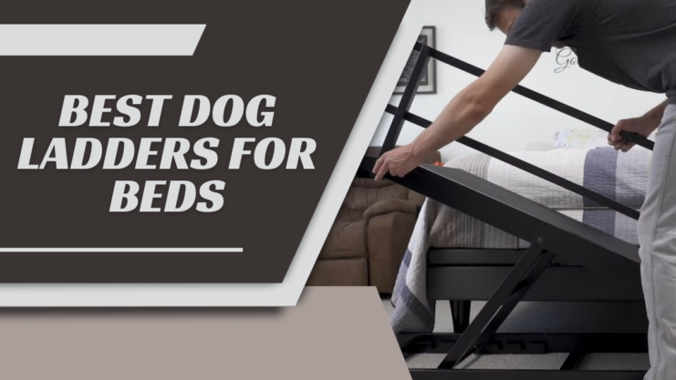 Dog Ladders for Beds to help your furry friend