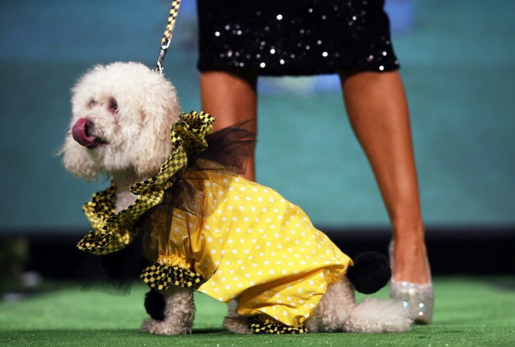 Quality vs. Quantity: Investing in Doggie Fashion